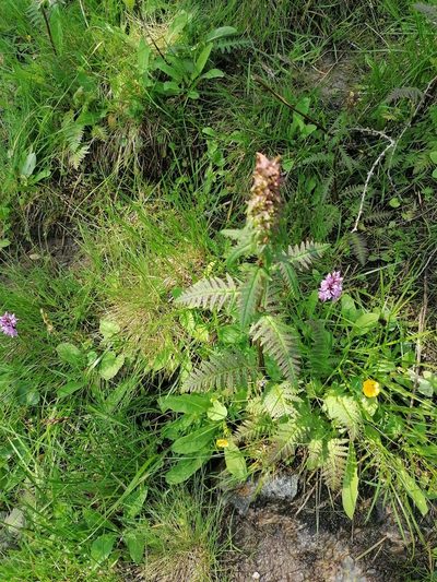 Pedicularis recutita, photographed by Daniel Linzbauer