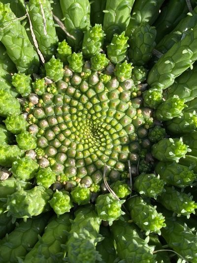 Euphorbia flanaganii, photographed by Dave U