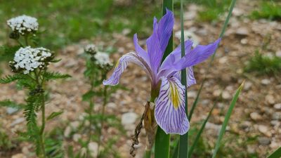 Iris missouriensis, photographed by aburame