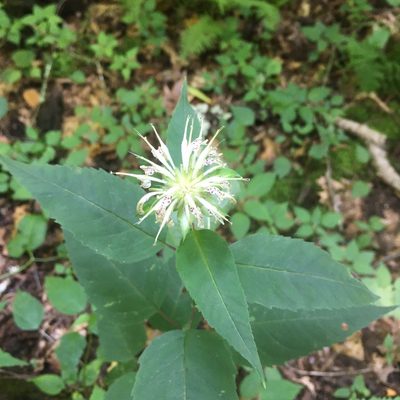 Monarda clinopodia, photographed by Christine A Ricci