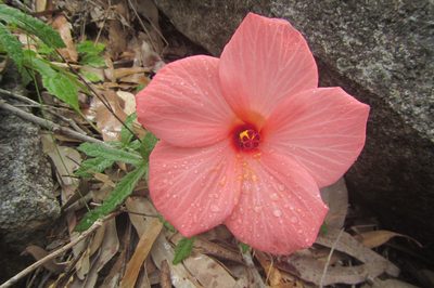 Abelmoschus sagittifolius, photographed by coenobita