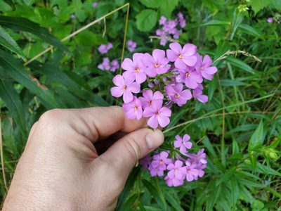 Phlox maculata, photographed by Will Kuhn