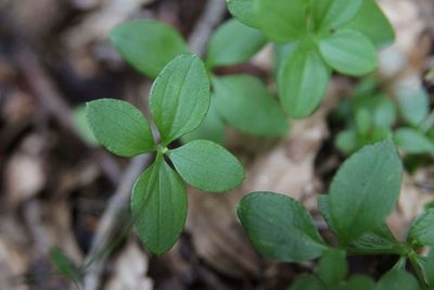 Galium rotundifolium, photographed by Olivier Argagnon