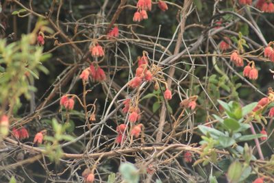 Brachyotum ledifolium, photographed by GERMAN LEONEL SARMIENTO CRUZ