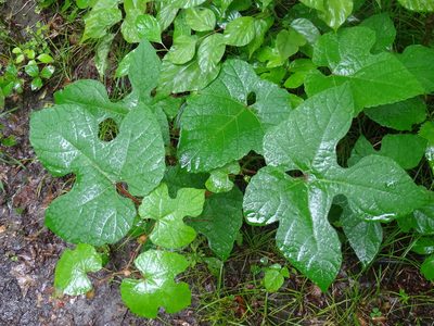Vitis aestivalis, photographed by Reuven Martin