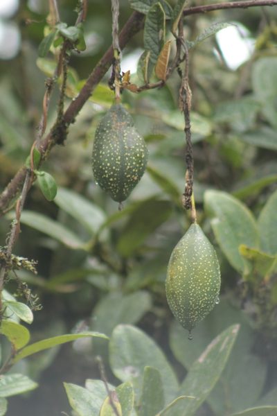 Passiflora adulterina, photographed by GERMAN LEONEL SARMIENTO CRUZ