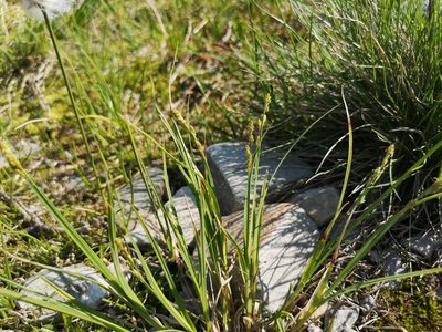 Carex canescens, photographed by Jens-Christian Svenning