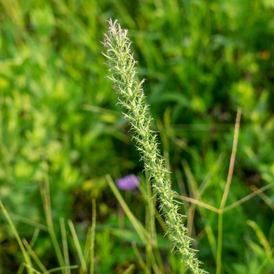 Liatris carrizana, photographed by Robert Creech