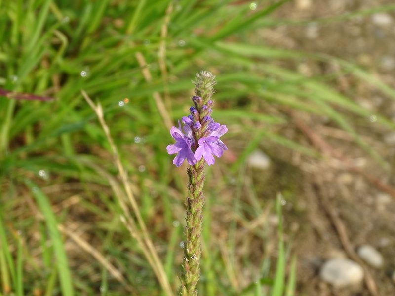 Verbena stricta, photographed by Reuven Martin