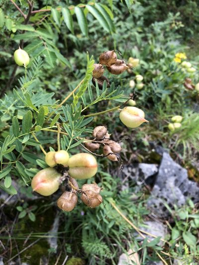 Astragalus neglectus, photographed by Andrew Sebastian