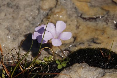 Oxalis commutata, photographed by Tony Rebelo