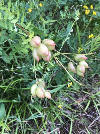 Astragalus neglectus, photographed by Andrew Sebastian