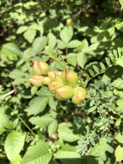 Astragalus neglectus, photographed by Andrew Sebastian
