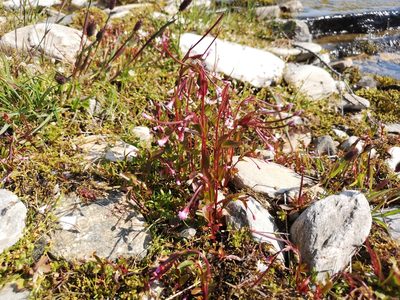 Epilobium hornemannii, photographed by Jens-Christian Svenning