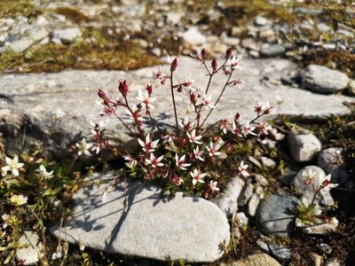 Micranthes stellaris, photographed by Jens-Christian Svenning
