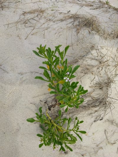 Cakile constricta, photographed by Lexi Adams