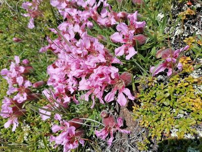 Saponaria pumila, photographed by Daniel Linzbauer