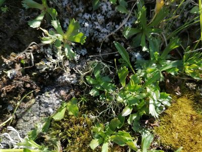 Primula minima, photographed by Daniel Linzbauer