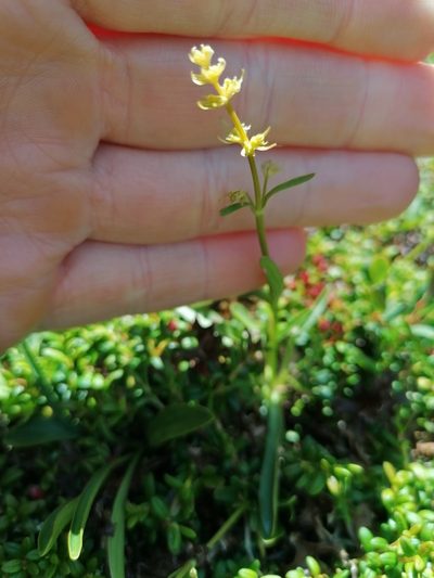 Valeriana celtica, photographed by Daniel Linzbauer