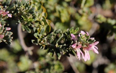 Indigofera brachystachya, photographed by Tony Rebelo