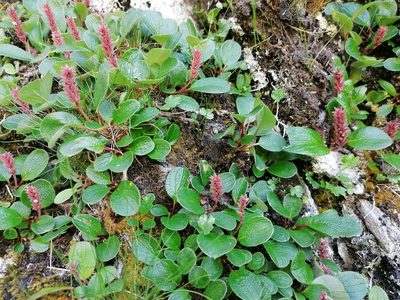 Salix reticulata, photographed by Daniel Linzbauer