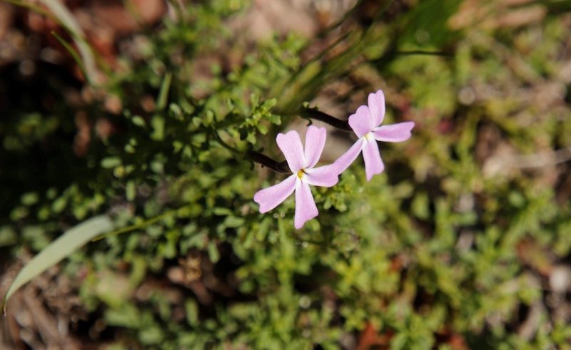 Jamesbrittenia stellata, photographed by Tony Rebelo