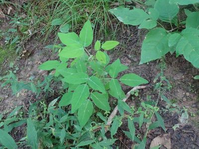 Desmodium perplexum, photographed by Reuven Martin