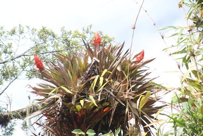 Tillandsia turneri, photographed by GERMAN LEONEL SARMIENTO CRUZ