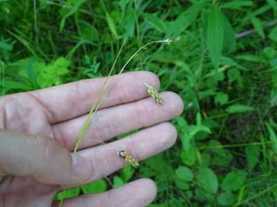 Carex formosa, photographed by Reuven Martin