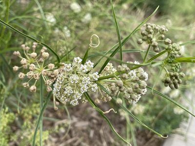 Asclepias subverticillata, photographed by Bobby McCabe