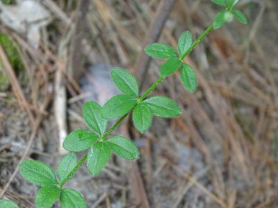 Galium pilosum, photographed by Reuven Martin