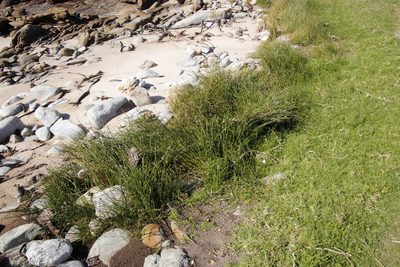 Cyperus laevigatus