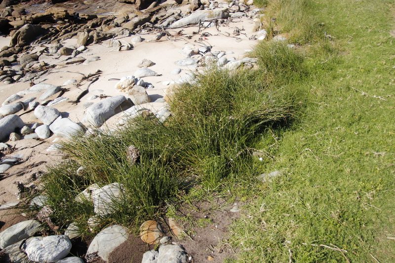 Cyperus laevigatus, photographed by Tony Rebelo