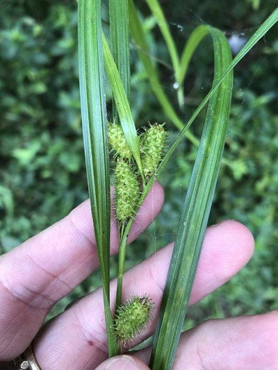Carex aureolensis, photographed by Sam Kieschnick
