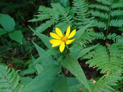 Helianthus divaricatus, photographed by Reuven Martin