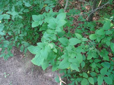 Celtis tenuifolia, photographed by Reuven Martin