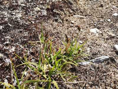 Carex bigelowii, photographed by Jens-Christian Svenning
