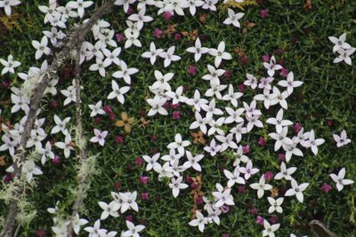 Arcytophyllum muticum, photographed by GERMAN LEONEL SARMIENTO CRUZ