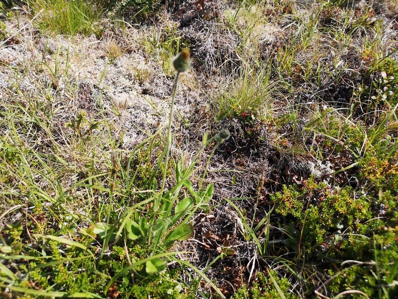 Hieracium alpinum, photographed by Jens-Christian Svenning