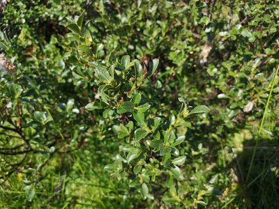 Salix myrsinites, photographed by Jens-Christian Svenning