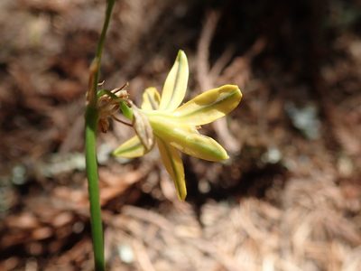 Triteleia ixioides, photographed by joergmlpts