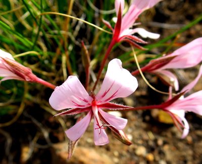 Pelargonium carneum, photographed by Di Turner