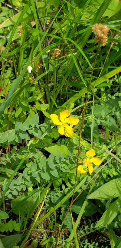Hypericum denticulatum, photographed by Stephan Eselgroth