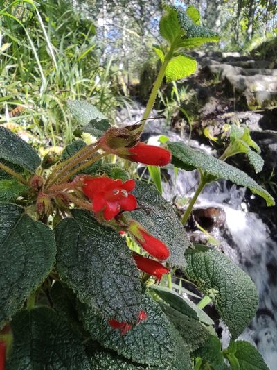 Heppiella ulmifolia, photographed by sandy-espinozaf