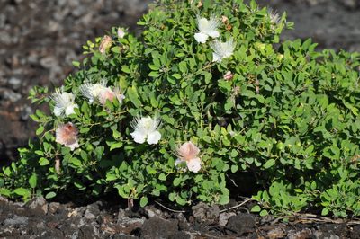 Capparis sandwichiana, photographed by brybrysciguy