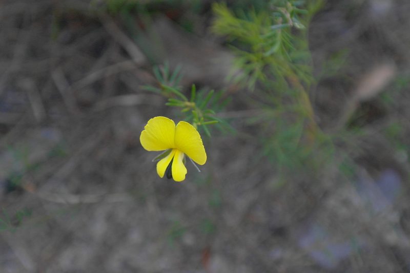 Gompholobium glabratum, photographed by Gary Williams