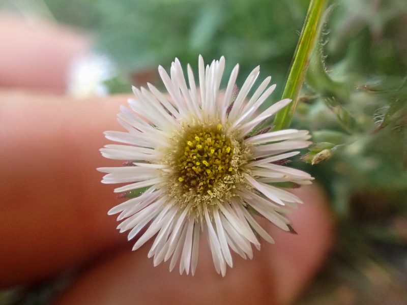 Erigeron nivalis, photographed by Trevor Van Loon