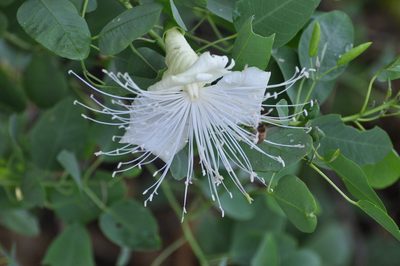 Capparis sandwichiana, photographed by brybrysciguy