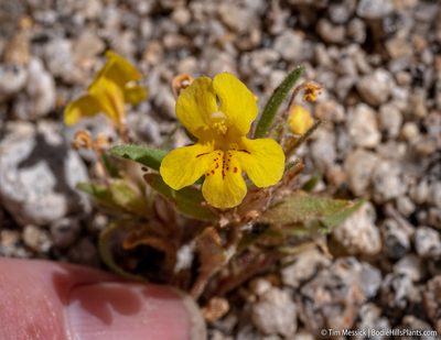 Diplacus mephiticus, photographed by Tim Messick
