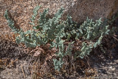 Pellaea bridgesii, photographed by Tim Messick